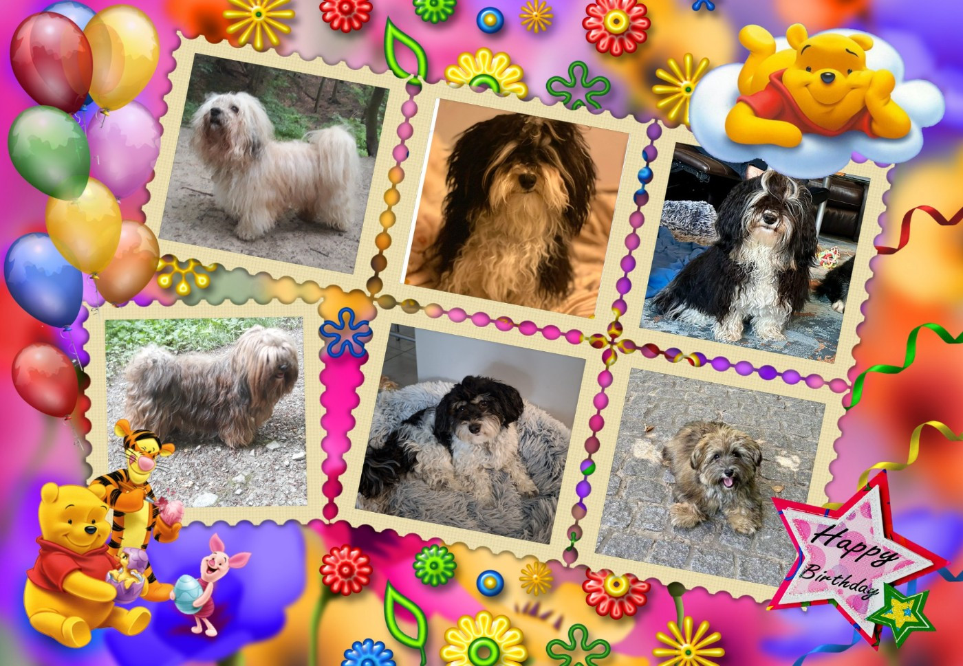 Anniversaire Chiots Sibelle et Legendario