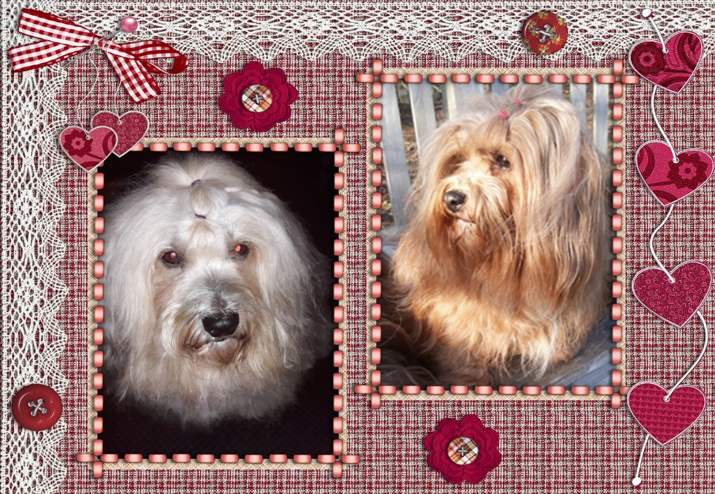 De l'ilot sacré - Chiots Avril