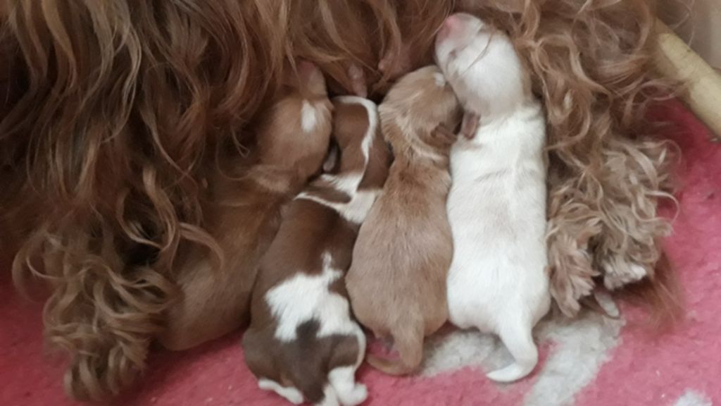 Chiot Bichon Havanais De l'ilot sacré