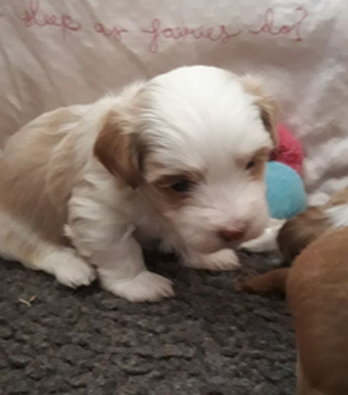 De l'ilot sacré - Chiots disponibles - Bichon Havanais