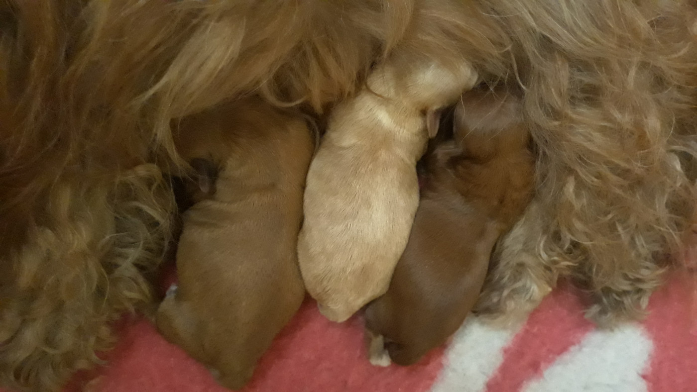 Chiot Bichon Havanais De l'ilot sacré