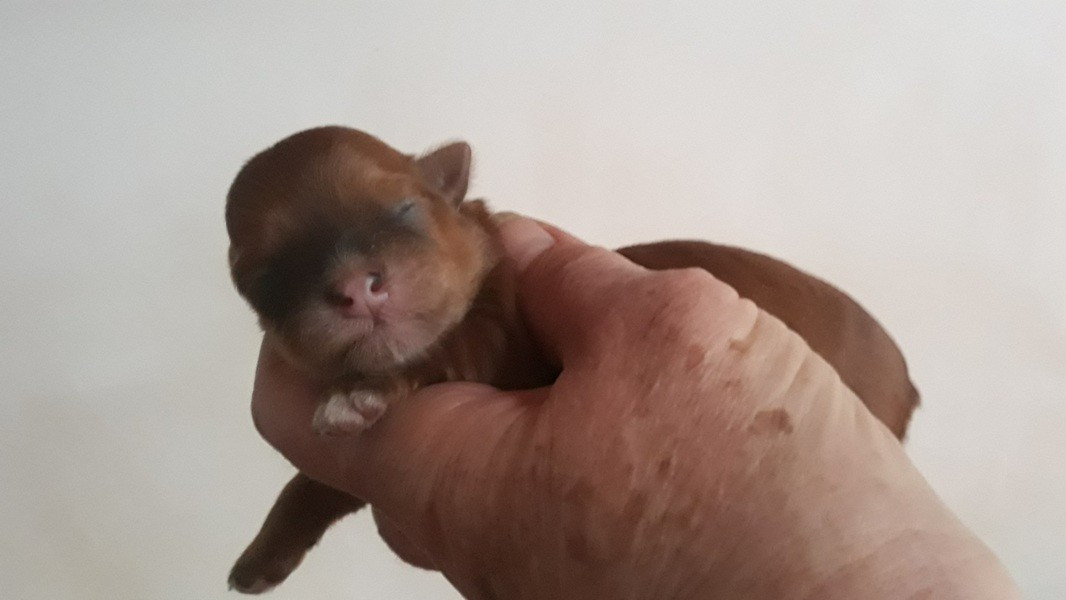 De l'ilot sacré - Chiots disponibles - Bichon Havanais