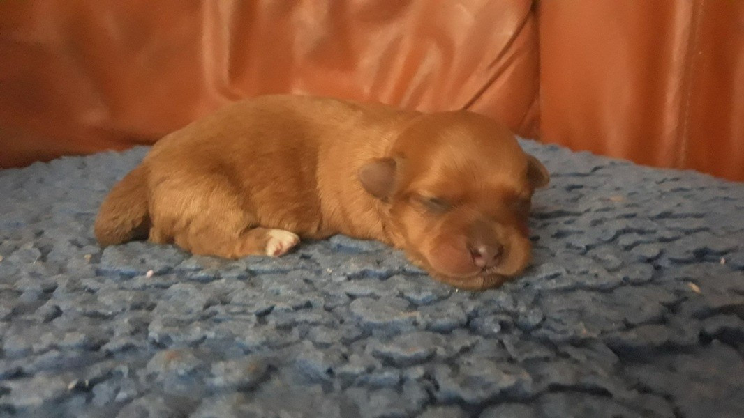 De l'ilot sacré - Chiots disponibles - Bichon Havanais