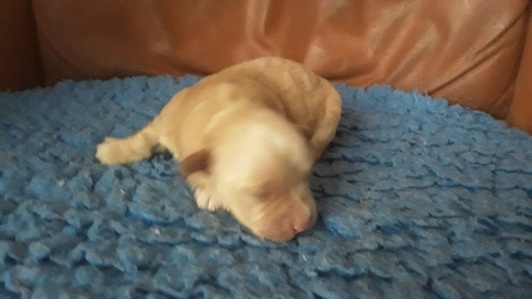 De l'ilot sacré - Chiots disponibles - Bichon Havanais