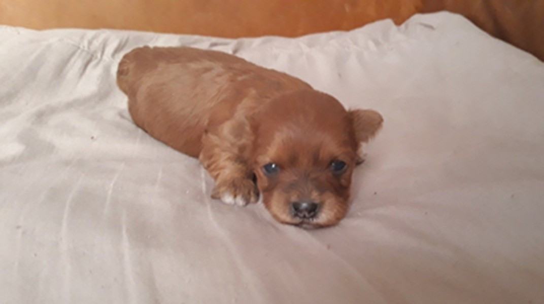 De l'ilot sacré - Chiots disponibles - Bichon Havanais