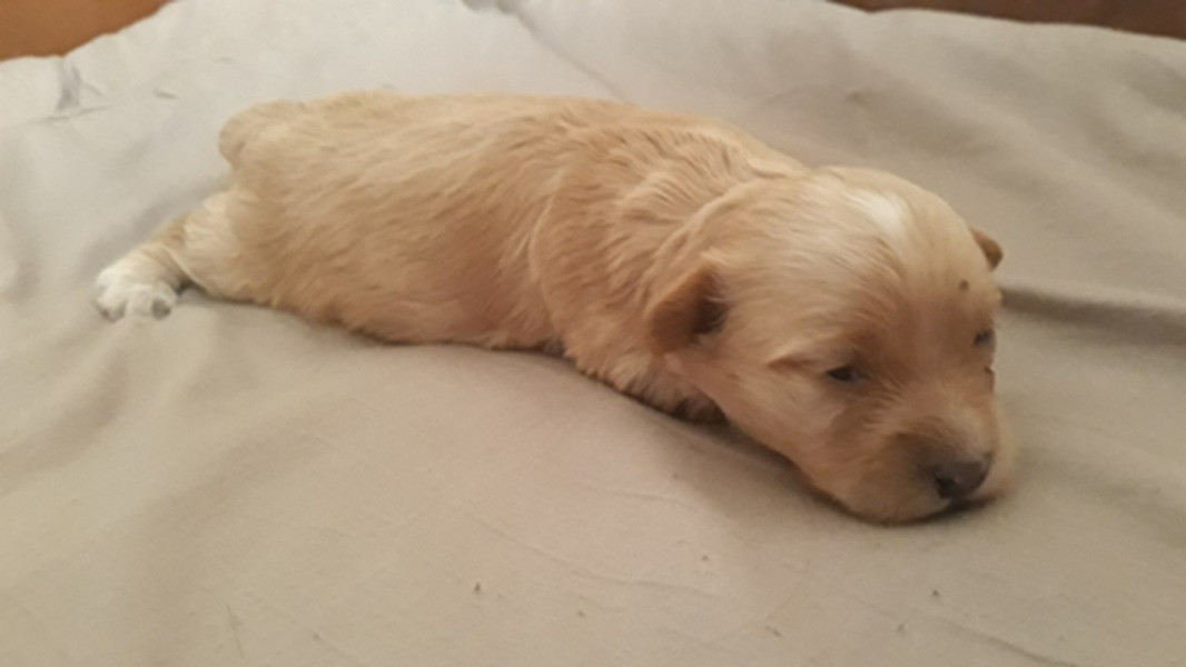 De l'ilot sacré - Chiots disponibles - Bichon Havanais