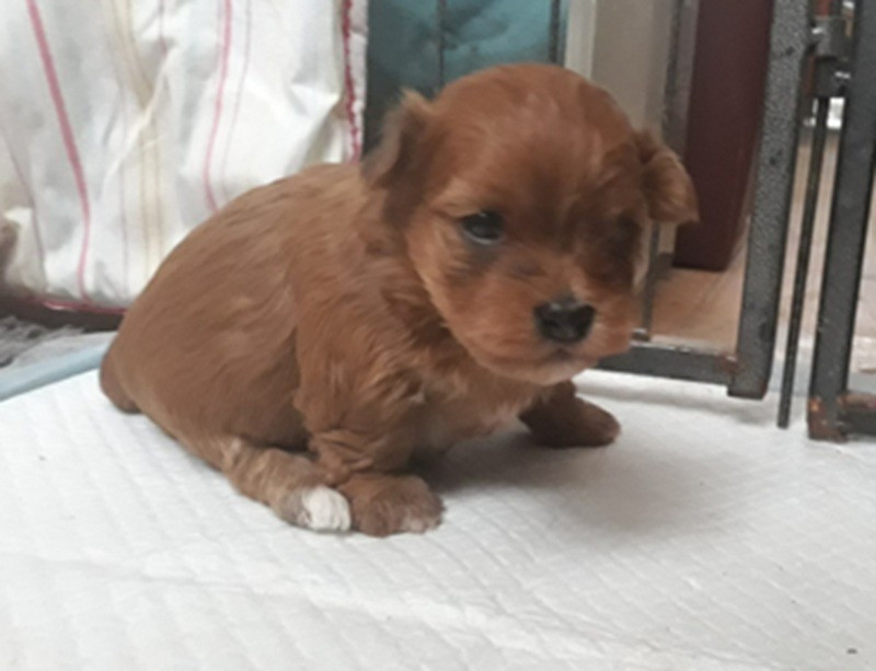 De l'ilot sacré - Chiots disponibles - Bichon Havanais