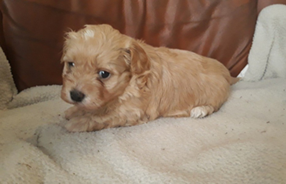 De l'ilot sacré - Chiots disponibles - Bichon Havanais