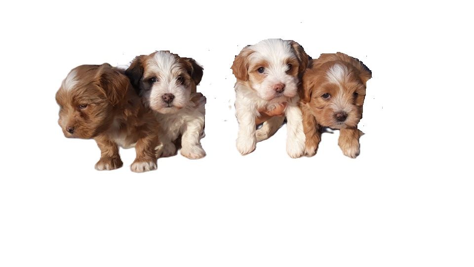 Chiot Bichon Havanais De l'ilot sacré