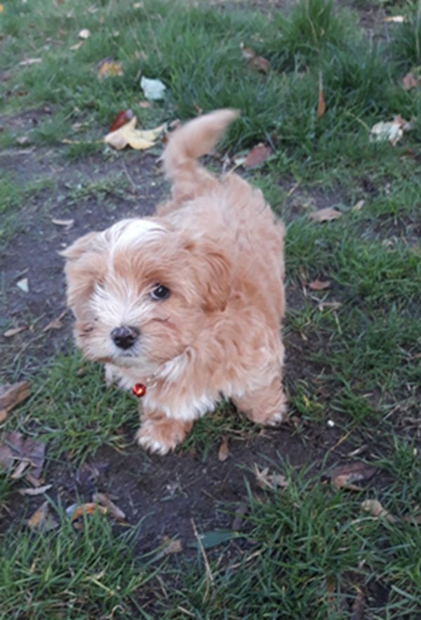 De l'ilot sacré - Chiots disponibles - Bichon Havanais