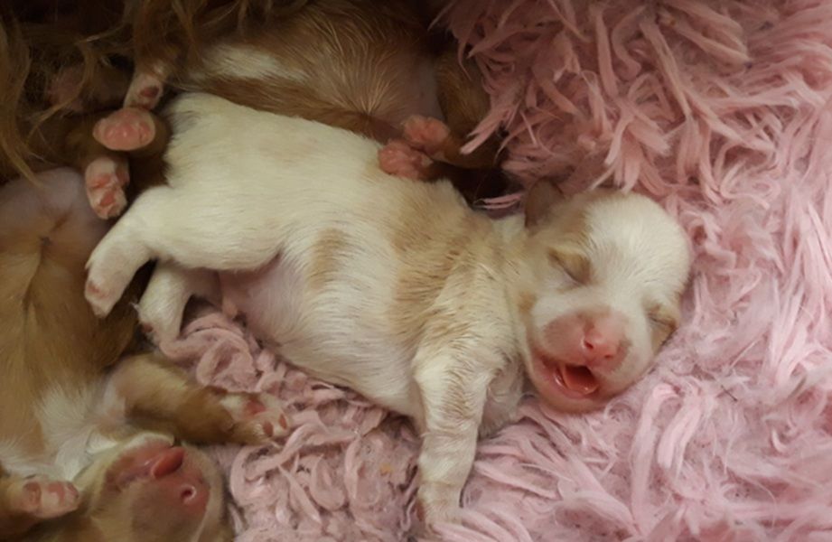 De l'ilot sacré - Chiots disponibles - Bichon Havanais