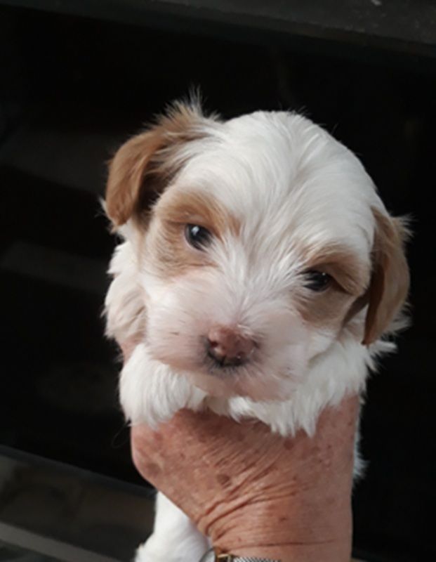 De l'ilot sacré - Chiots disponibles - Bichon Havanais
