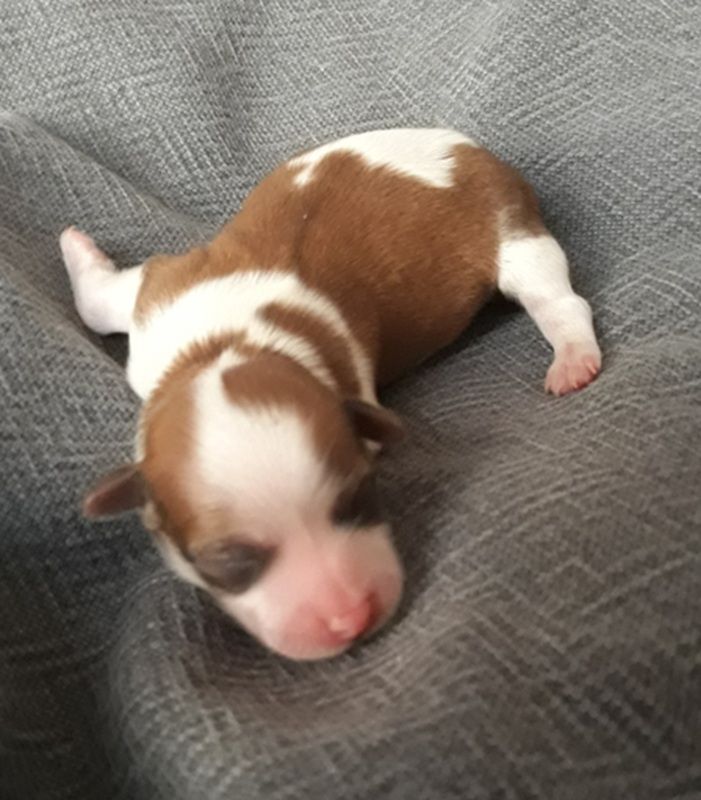 De l'ilot sacré - Chiots disponibles - Bichon Havanais