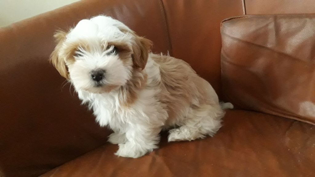 De l'ilot sacré - Chiots disponibles - Bichon Havanais